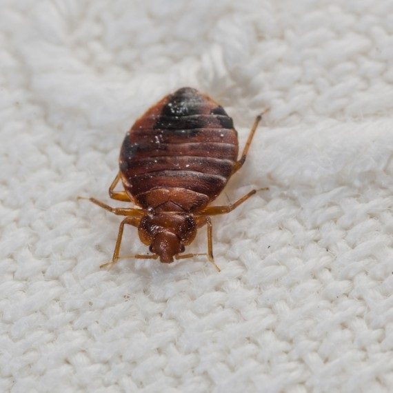 Bed Bugs, Pest Control in Ewell, Stoneleigh, KT17. Call Now! 020 8166 9746
