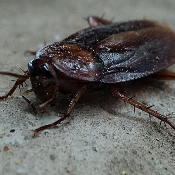 Cockroaches, Pest Control in Ewell, Stoneleigh, KT17. Call Now! 020 8166 9746