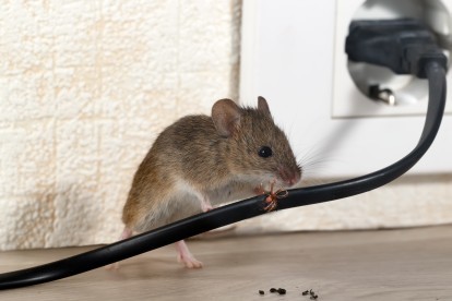 Pest Control in Ewell, Stoneleigh, KT17. Call Now! 020 8166 9746
