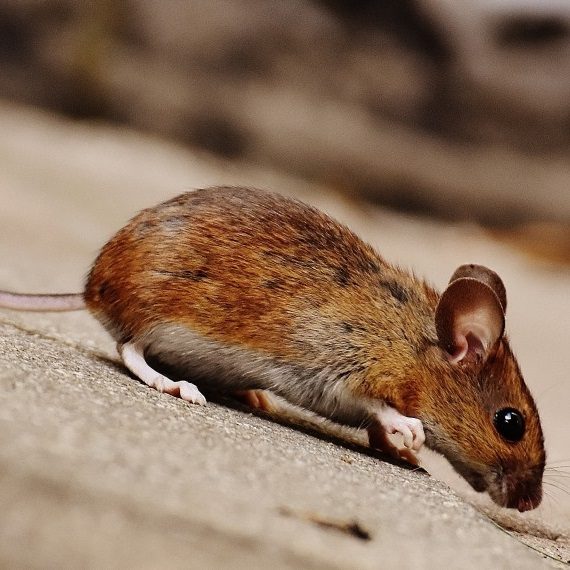 Mice, Pest Control in Ewell, Stoneleigh, KT17. Call Now! 020 8166 9746