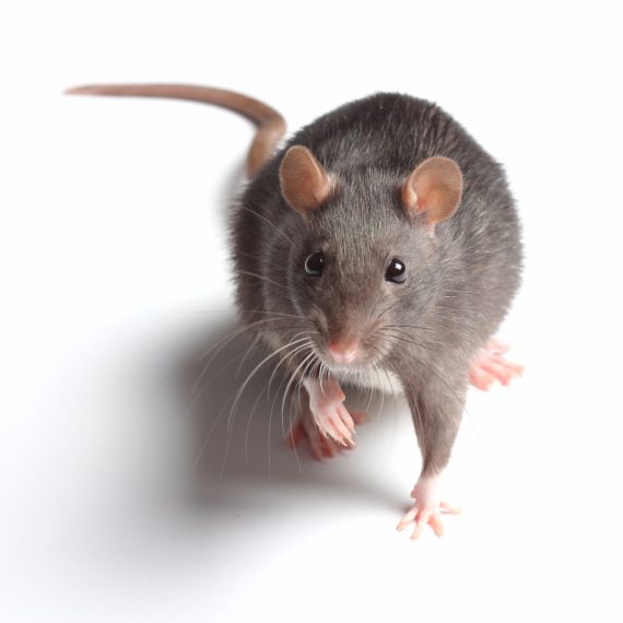 Rats, Pest Control in Ewell, Stoneleigh, KT17. Call Now! 020 8166 9746