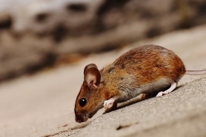 Mouse extermination, Pest Control in Ewell, Stoneleigh, KT17. Call Now 020 8166 9746