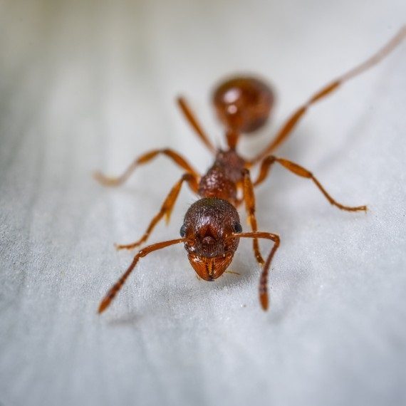 Field Ants, Pest Control in Ewell, Stoneleigh, KT17. Call Now! 020 8166 9746