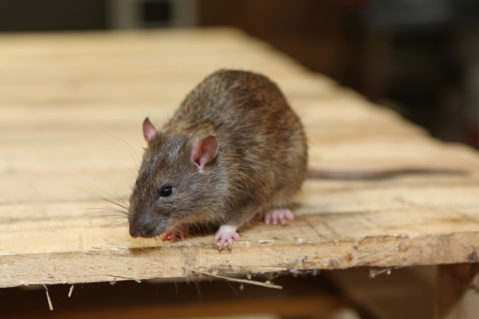 Rat Infestation, Pest Control in Ewell, Stoneleigh, KT17. Call Now 020 8166 9746
