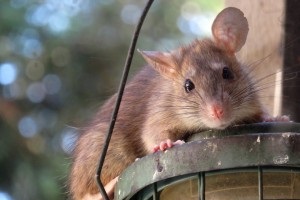 Rat Control, Pest Control in Ewell, Stoneleigh, KT17. Call Now 020 8166 9746
