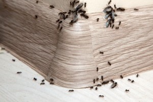 Ant Control, Pest Control in Ewell, Stoneleigh, KT17. Call Now 020 8166 9746