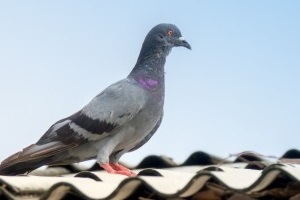 Pigeon Pest, Pest Control in Ewell, Stoneleigh, KT17. Call Now 020 8166 9746