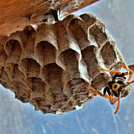 Wasps Nest, Pest Control in Ewell, Stoneleigh, KT17. Call Now! 020 8166 9746